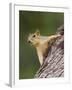 Eastern Fox Squirrel, Uvalde County, Hill Country, Texas, USA-Rolf Nussbaumer-Framed Photographic Print