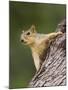 Eastern Fox Squirrel, Uvalde County, Hill Country, Texas, USA-Rolf Nussbaumer-Mounted Photographic Print
