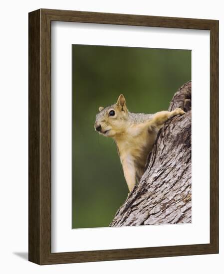 Eastern Fox Squirrel, Uvalde County, Hill Country, Texas, USA-Rolf Nussbaumer-Framed Photographic Print