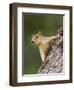 Eastern Fox Squirrel, Uvalde County, Hill Country, Texas, USA-Rolf Nussbaumer-Framed Photographic Print