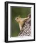 Eastern Fox Squirrel, Uvalde County, Hill Country, Texas, USA-Rolf Nussbaumer-Framed Photographic Print