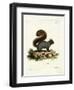 Eastern Fox Squirrel-null-Framed Giclee Print