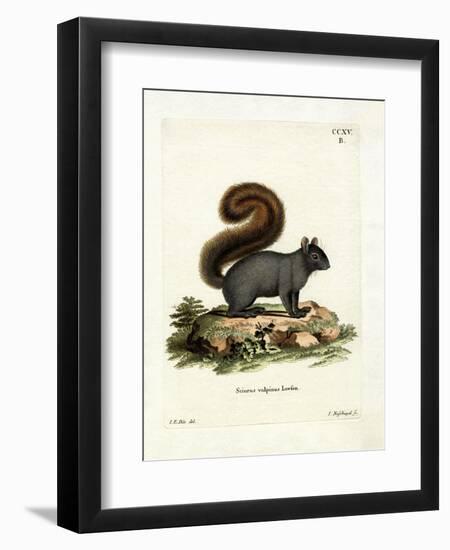 Eastern Fox Squirrel-null-Framed Premium Giclee Print