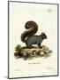 Eastern Fox Squirrel-null-Mounted Premium Giclee Print