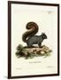 Eastern Fox Squirrel-null-Framed Giclee Print