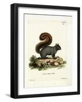 Eastern Fox Squirrel-null-Framed Giclee Print