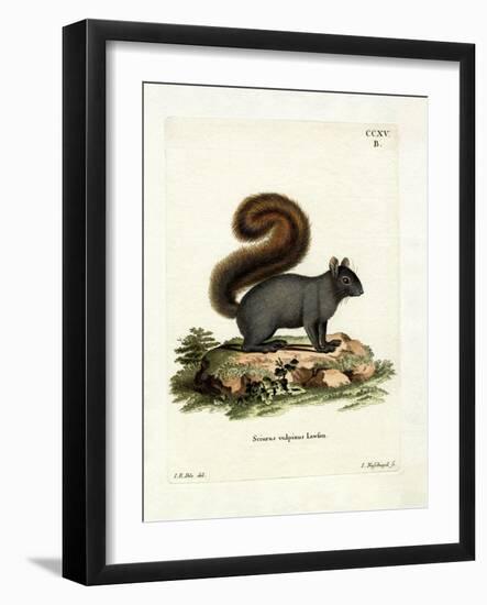 Eastern Fox Squirrel-null-Framed Giclee Print