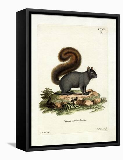 Eastern Fox Squirrel-null-Framed Stretched Canvas