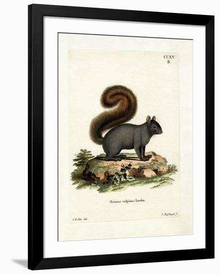 Eastern Fox Squirrel-null-Framed Giclee Print