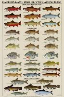 Eastern Gamefish Identification Chart-null-Stretched Canvas