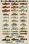 Eastern Gamefish Identification Chart-null-Stretched Canvas