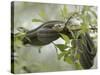 Eastern Garter Snakes mating, Ottawa National Wildlife Refuge, Ohio-Maresa Pryor-Stretched Canvas