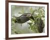 Eastern Garter Snakes mating, Ottawa National Wildlife Refuge, Ohio-Maresa Pryor-Framed Photographic Print