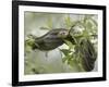 Eastern Garter Snakes mating, Ottawa National Wildlife Refuge, Ohio-Maresa Pryor-Framed Photographic Print