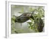 Eastern Garter Snakes mating, Ottawa National Wildlife Refuge, Ohio-Maresa Pryor-Framed Photographic Print