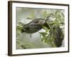 Eastern Garter Snakes mating, Ottawa National Wildlife Refuge, Ohio-Maresa Pryor-Framed Photographic Print