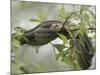 Eastern Garter Snakes mating, Ottawa National Wildlife Refuge, Ohio-Maresa Pryor-Mounted Photographic Print