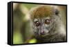 Eastern Gray Bamboo Lemur, Madagascar-Paul Souders-Framed Stretched Canvas