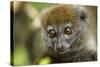 Eastern Gray Bamboo Lemur, Madagascar-Paul Souders-Stretched Canvas