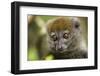 Eastern Gray Bamboo Lemur, Madagascar-Paul Souders-Framed Photographic Print