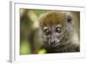 Eastern Gray Bamboo Lemur, Madagascar-Paul Souders-Framed Photographic Print