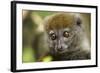 Eastern Gray Bamboo Lemur, Madagascar-Paul Souders-Framed Photographic Print