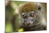 Eastern Gray Bamboo Lemur, Madagascar-Paul Souders-Mounted Photographic Print