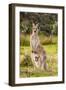 Eastern Gray Kangaroo female with joey in pouch, Australia-Mark A Johnson-Framed Premium Photographic Print