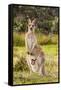 Eastern Gray Kangaroo female with joey in pouch, Australia-Mark A Johnson-Framed Stretched Canvas