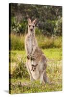 Eastern Gray Kangaroo female with joey in pouch, Australia-Mark A Johnson-Stretched Canvas
