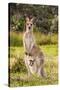 Eastern Gray Kangaroo female with joey in pouch, Australia-Mark A Johnson-Stretched Canvas