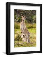 Eastern Gray Kangaroo female with joey in pouch, Australia-Mark A Johnson-Framed Photographic Print