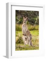 Eastern Gray Kangaroo female with joey in pouch, Australia-Mark A Johnson-Framed Photographic Print