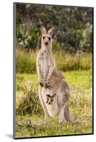 Eastern Gray Kangaroo female with joey in pouch, Australia-Mark A Johnson-Mounted Photographic Print