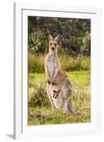 Eastern Gray Kangaroo female with joey in pouch, Australia-Mark A Johnson-Framed Photographic Print