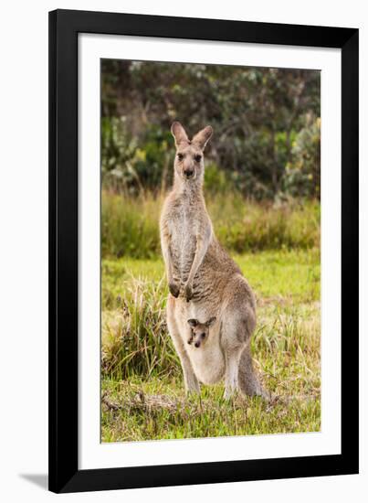 Eastern Gray Kangaroo female with joey in pouch, Australia-Mark A Johnson-Framed Photographic Print