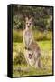 Eastern Gray Kangaroo female with joey in pouch, Australia-Mark A Johnson-Framed Stretched Canvas