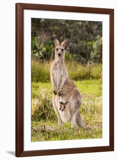 Eastern Gray Kangaroo female with joey in pouch, Australia-Mark A Johnson-Framed Photographic Print