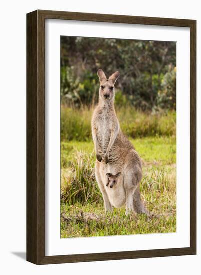 Eastern Gray Kangaroo female with joey in pouch, Australia-Mark A Johnson-Framed Photographic Print