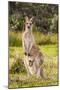 Eastern Gray Kangaroo female with joey in pouch, Australia-Mark A Johnson-Mounted Photographic Print