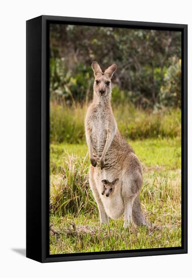 Eastern Gray Kangaroo female with joey in pouch, Australia-Mark A Johnson-Framed Stretched Canvas