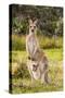 Eastern Gray Kangaroo female with joey in pouch, Australia-Mark A Johnson-Stretched Canvas