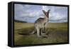 Eastern Gray Kangaroo in Australia's Murramarang National Park-Paul Souders-Framed Stretched Canvas