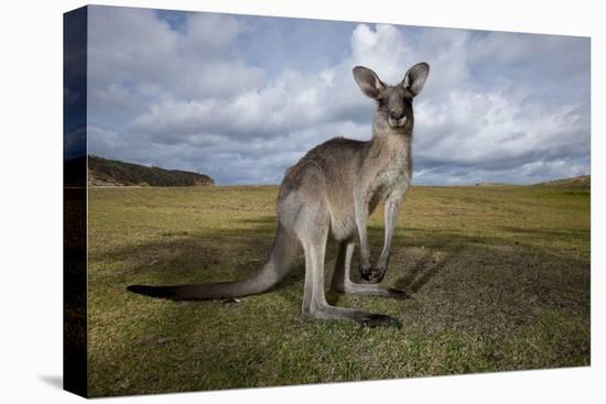 Eastern Gray Kangaroo in Australia's Murramarang National Park-Paul Souders-Stretched Canvas