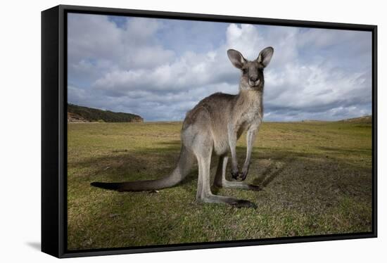 Eastern Gray Kangaroo in Australia's Murramarang National Park-Paul Souders-Framed Stretched Canvas