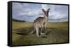 Eastern Gray Kangaroo in Australia's Murramarang National Park-Paul Souders-Framed Stretched Canvas