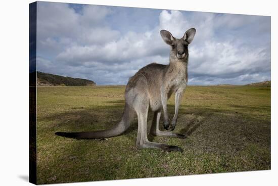 Eastern Gray Kangaroo in Australia's Murramarang National Park-Paul Souders-Stretched Canvas