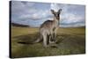 Eastern Gray Kangaroo in Australia's Murramarang National Park-Paul Souders-Stretched Canvas