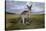 Eastern Gray Kangaroo in Australia's Murramarang National Park-Paul Souders-Stretched Canvas