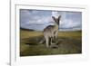 Eastern Gray Kangaroo in Australia's Murramarang National Park-Paul Souders-Framed Photographic Print